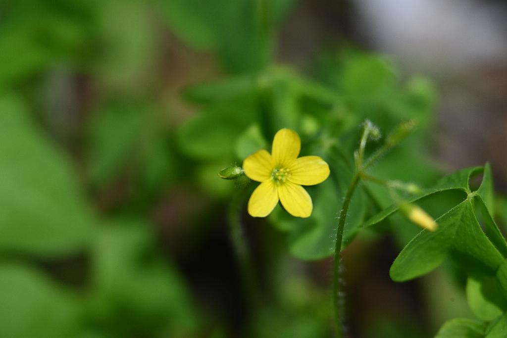 2025-05288681 Oxbow NWR, MA.JPG - Yellow Wood Sorrel. Oxbow National Wildlife Refuge, MA, 5-28-2025